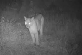 Night Vision Camera Captures What It Sounds Like When A Mountain Lion Screams