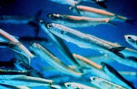 These Are Anchovies Anchovies Animals Sea Animals
