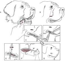 How to draw a tongue in a mouth animal. Soft Tissues Of The Oral Cavity Veterian Key