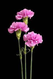 Where can i find carnation flowers. Carnations Flowers Featured Content Lovingly
