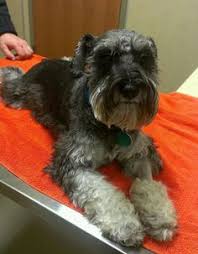 Check spelling or type a new query. 14 Schnauzer Puppies Gucci And Curly Ideas Schnauzer Puppies Schnauzer Puppy