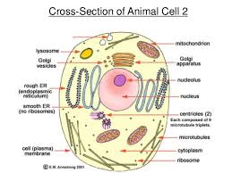 Maybe you would like to learn more about one of these? Cross Section Of Labeled Plant And Animal Cell