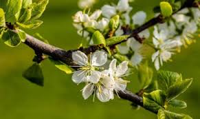 Весна — в саду ягода (2020) весна — стоп, стоп, стёпа (2020) весна — поцелуев волшебство (2020) Vesna Oboi Na Rabochij Stol