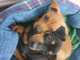Togliere 5 cuccioli dalla ed il risultato è questo.canili o peggio ancora strade pieni di cuccioli che soffriranno freddo, fame. Cuccioli Taglia Piccola Cani In Vendita Aaannunci