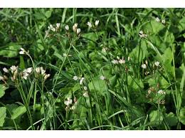 Image result for Nothoscordum borbonicum