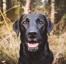 Und ich meine nicht auf den hund gekommen sondern der hundeflüsterer. Neue Formel Soll Menschliches Hundealter Exakter Berechnen Welt