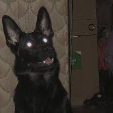 Thurs Mood Scary Dogs Cute Animals Animals