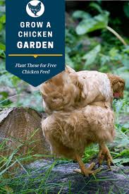 Furthermore, certain plants can contribute to a chicken's nutritious diet, giving you even more nutritious with that said, there are certainly plants that are toxic to chickens and should be kept away from the chicken run. Grow A Chicken Garden Plant These For Free Chicken Feed