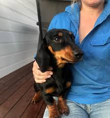 Poodle cross is wandering Duffey Ave & Farrer St. couldn't catch it. It's  male.