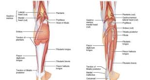 Have a product modelling and rendering project?. Thigh Muscles Anatomy Science Online