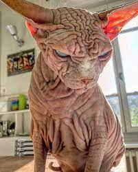 Extra-Wrinkly Sphynx Kitty Called 'the World's Scariest Cat' Is Actually  Very Sweet | Rare animals, Scary cat, Sphynx cat