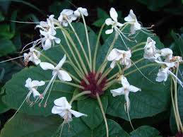 Image result for Clerodendrum capitatum