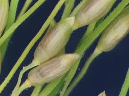Image result for Panicum funaense