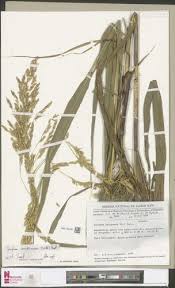 Image result for Phacelurus gabonensis