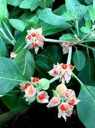 Image result for Withania somnifera