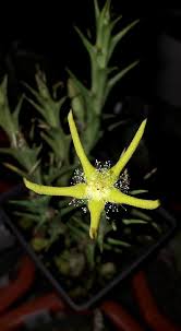 Image result for Orbea rogersii
