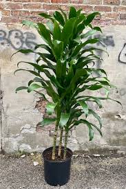 Image result for dracaena