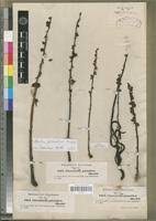 Image result for Alectra orobanchoides
