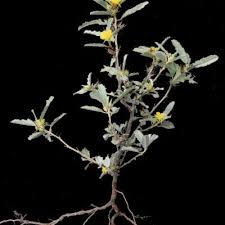 Image result for Melhania randii