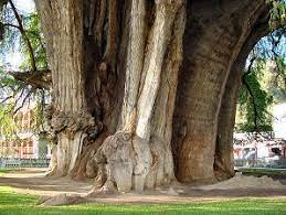 Tule Tree Oaxaca Largest Tree In The World Tree Beautiful Tree Mexico Travel