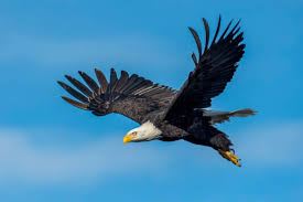 Eagles in Virginia (With Pictures)