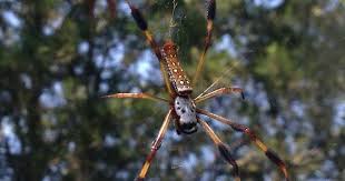 It is home to a. Banana Spider In Louisiana From Iphone 5 Spiders