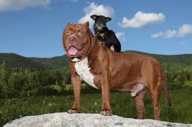 Check spelling or type a new query. World S Biggest Pitbull Hulk Has A New Bff In Tiny Chihuahua Mami Metro News