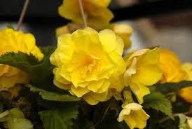 My wife and i like to purchase living plants for each other instead of cut flowers so for valentines day the other two are small with yellowish leaves but one of them is getting new growth that looks healthier. 11 Different Flowers That Almost Look Like Roses With Pictures Conserve Energy Future