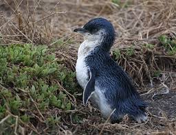 No,they are not immortal, but yes,they do have a very long life span,due to their excellent diet.and their tremendous joy they derive from flying.and of coarse,what. Little Penguin Life Expectancy