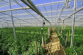Check spelling or type a new query. Greenhouse Misting Systems