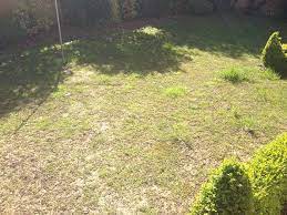 Leatherjackets Explained What To Look For Preventing Damage Lawnmaster