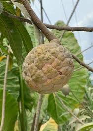 Image result for Annona reticulata