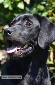 Black Labrador In 2020 Labrador Retriever Dog Breeds Black Labrador Retriever