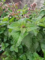 Image result for Ocimum lamiifolium