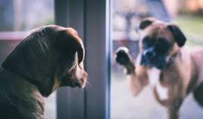 You can't give a dog an. What To Do When Dogs Are Tied Lovetoknow