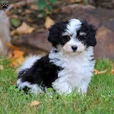 Request a gleneden puppy adoption application today! Havanese Mix Puppies For Sale Greenfield Puppies