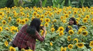 Bunga matahari berasal dari genus helianthus dengan nama latin helianthus annuus. Kebun Bunga Matahari Lokasi Harga Tiket Masuk 2021 Foto Fasilitas