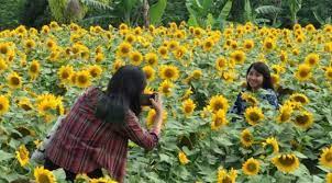 Seiring tumbuh suburnya bunga matahari dan yang lainnya, berjajar indah di hamparan lahan pertanian cabai, menarik minat beberapa orang yang memang lewat jalur jls. Kebun Bunga Matahari Lokasi Harga Tiket Masuk 2021 Foto Fasilitas