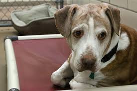 We will now be appointment only to view and adopt canines and felines until further notice. Why Minnesota Shelters Have So Many Animals From The South Minnpost