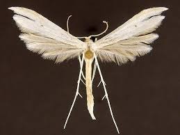 Image result for Smithia elliotii