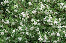 Maybe you would like to learn more about one of these? White Flowers For Sweet Perfume Janet Davis Explores Colour