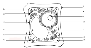 Maybe you would like to learn more about one of these? Science 7 Parts Of A Plant Cell Diagram Quizlet