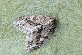 Image result for Trichopteryx