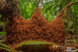 Image result for Antrocaryon nannanii