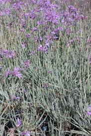 Image result for Tulbaghia cameronii