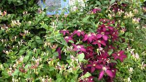 Check spelling or type a new query. Clematis And Honeysuckle In Blossoms Youtube