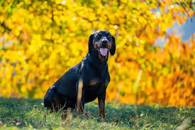 Image result for slovenský kopov