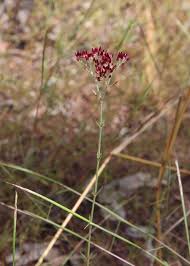 Image result for Polycarpaea