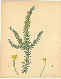 Image result for Struthiola