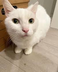 A cat?! Yep, sometimes we save cats and with kitten season coming up we  figured why not start now. This gentleman is Leam and he is a 12 year old  fixed boy